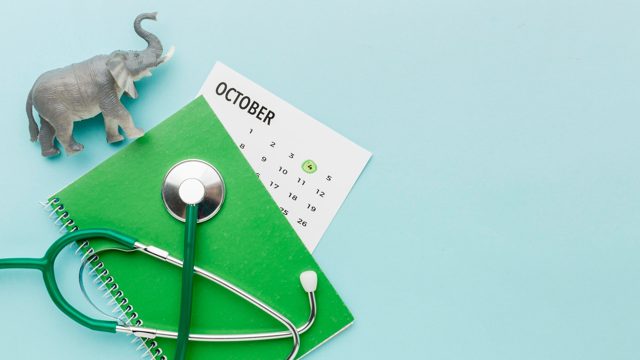 Top view of elephant figurine with stethoscope and calendar for animal day