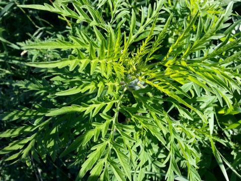 ragweed, weed, nature