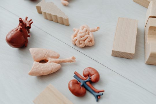 Close-Up Photo of Toy Body Parts